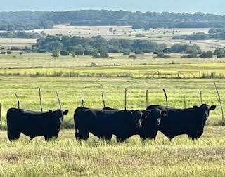 Beef
