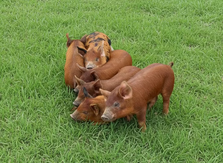 Pork*